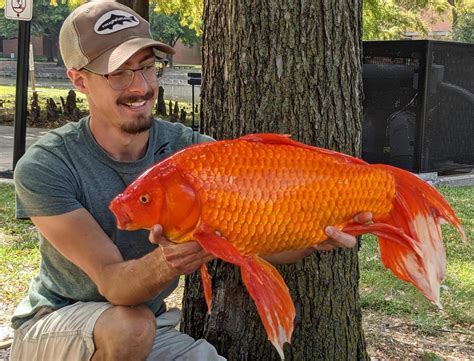 Record goldfish, angler lands giant at college pond - Texas Hunting ...
