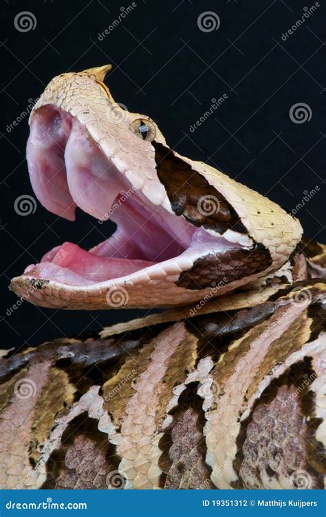 Gaboon Viper Fangs