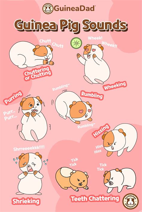 Guinea pig sounds and their meanings – Artofit