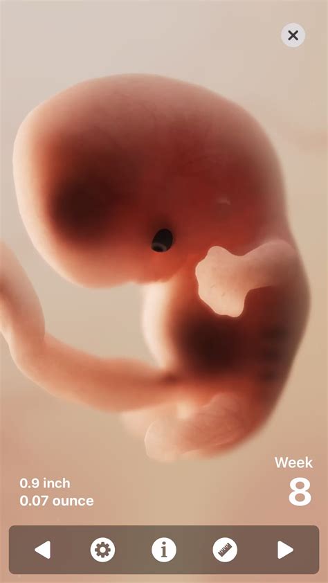 Growth chart fetal length and weight week by week – Artofit
