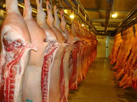 Продам: мясо туши свинина оптом в Краснодаре и Краснодарском крае