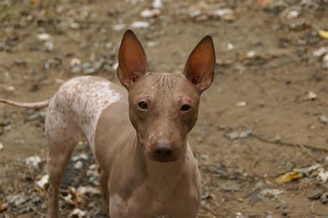 Lee the American Hairless Terrier! : r/rarepuppers