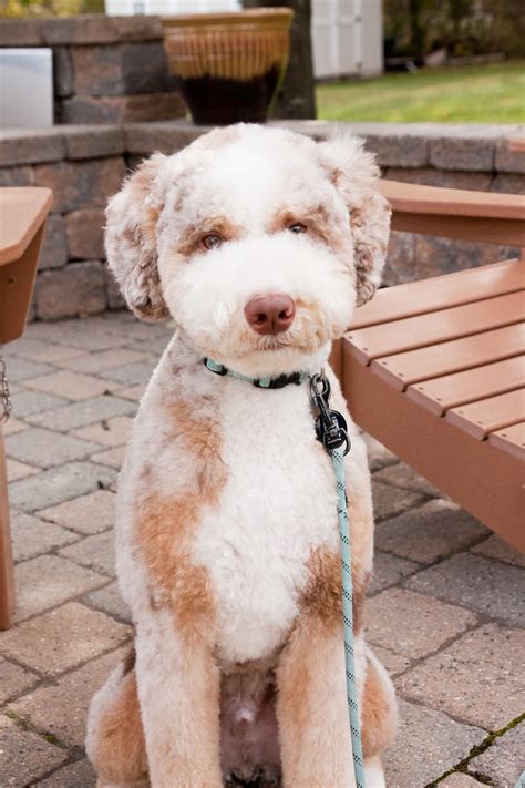 About Aussie Mountain Doodles - DOODLES OF OZ