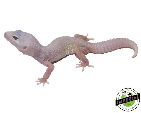 Blizzard Leopard Gecko