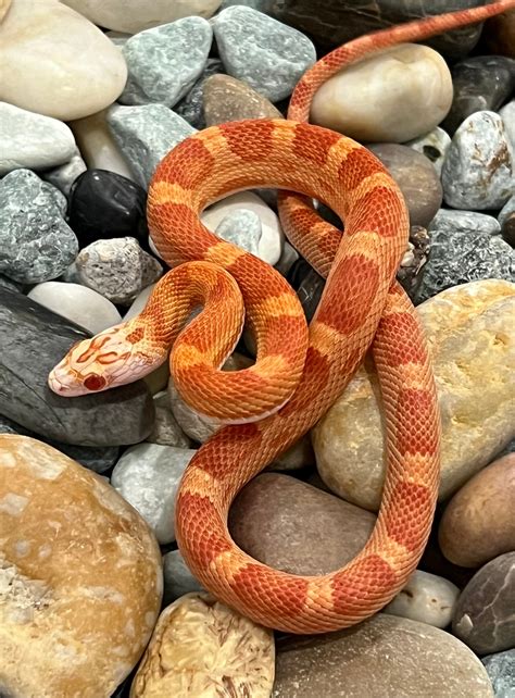 Inferno Motley Het Snow Corn Snake by Captivating Reptiles LLC ...