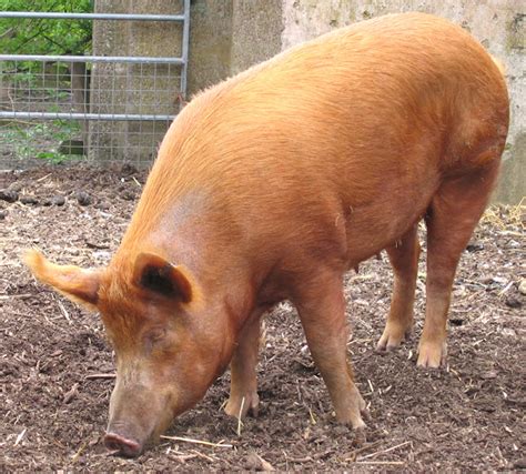 Tamworth Pig | ROYS FARM