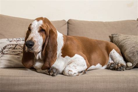 Basset Hound Club of America (BHCA) - Basset Hound Foundation