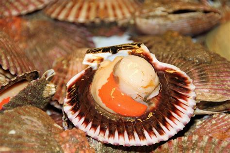 How to remove scallops from the shell - George Hughes Fishmonger