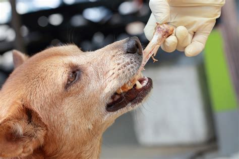 Can Dogs Eat Chicken Bones?