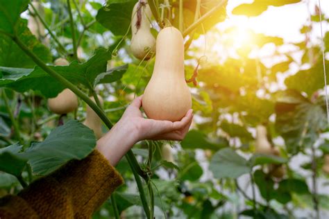 Butternut Squash Growing Guide: Plant Care Tips