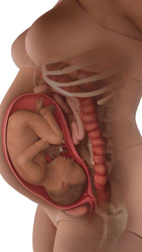 Free 33 Weeks Pregnants, Download Free 33 Weeks Pregnants png images ...