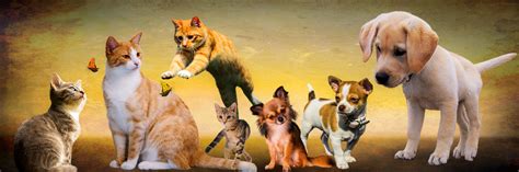 Free Images : play, puppy, jump, meeting, kitten, cat, banner, fauna ...