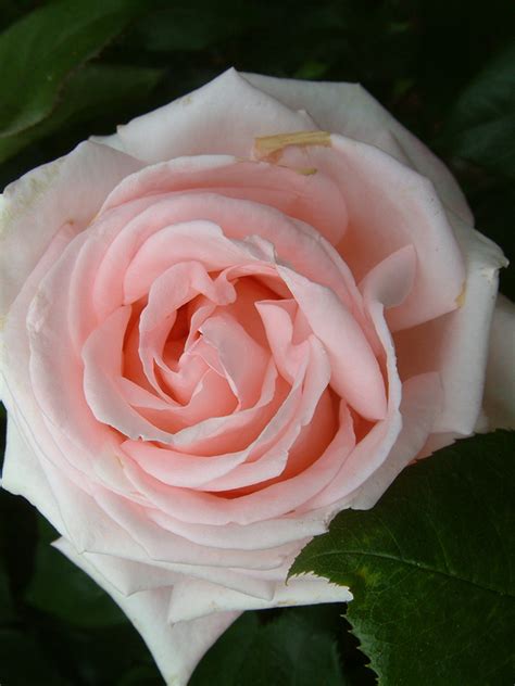 Tea Rose 10 Hybrid Tea Rose Varieties To Grow Birds And Blooms