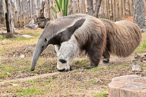 [100+] Anteater Wallpapers | Wallpapers.com