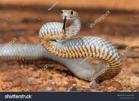 Australian Snakes