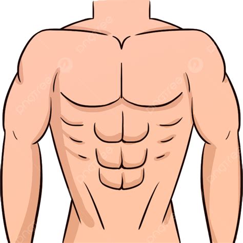Homem Do Músculo Abdominal PNG , Músculos Abdominais, Homem Músculo ...