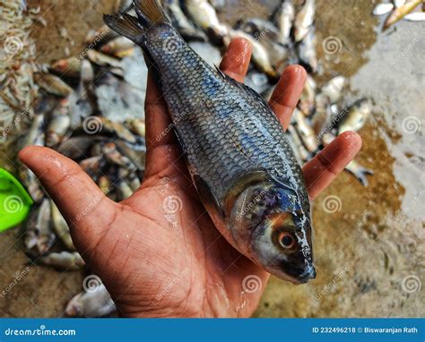 Pile of Freshly Catched Rohu Fish Labeo Rohita Fish with Ice in Indian ...