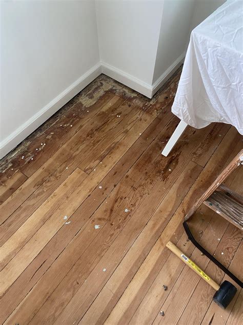 Trending Best Flooring For Dog Urine For Every Space