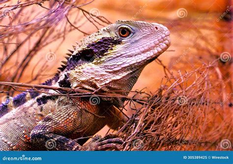 Australian Water Dragon