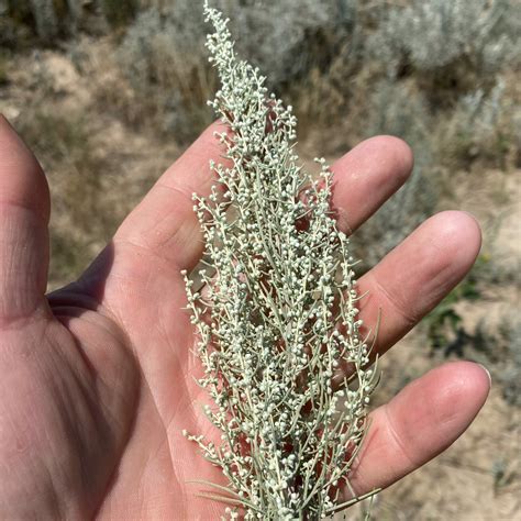Fringed Sage - Artemisia frigida - Great Basin Seed