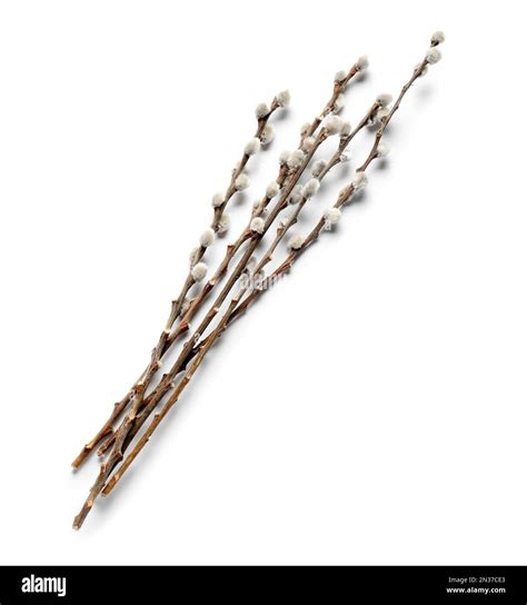 Pussy willow branches isolated on white background Stock Photo - Alamy