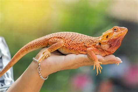 Pet Reptiles Lizards