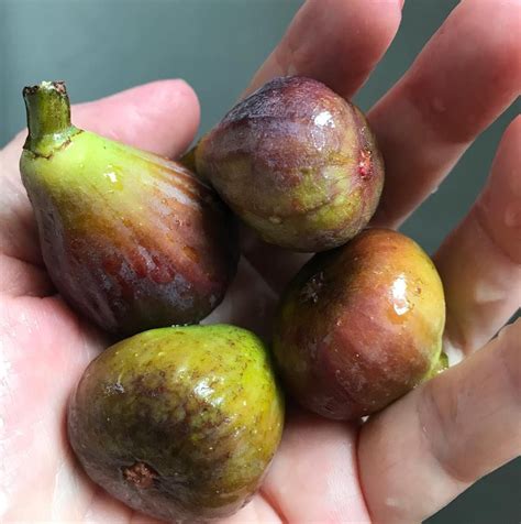 Figs Season In Spain at George Ashcraft blog