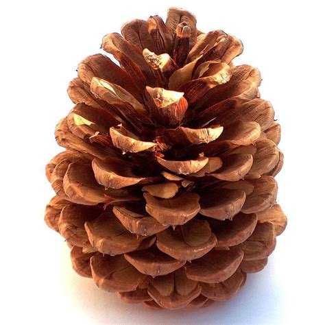 How to Make Cinnamon Pine Cones That Will Give Your Home That Feel-Good ...