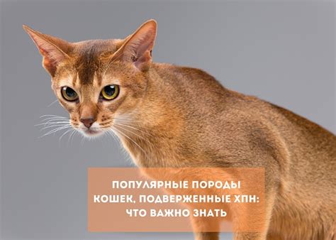 Популярные породы кошек; подверженные ХПН: что важно знать. Хроническая ...