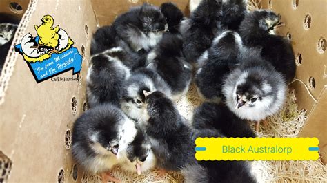 Black Australorp Chickens - Chicks for Sale Online | Cackle Hatchery