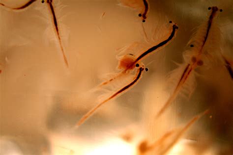 Living In The Wild: Where Brine Shrimp Actually Live