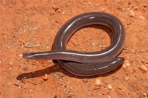 Wildlife in Jamaica - Types of Jamaican Animals - A-Z Animals
