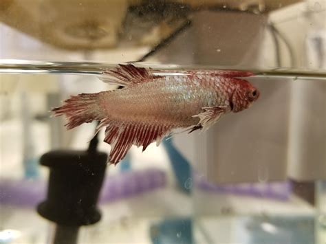 Can Fish Fins Grow Back? Understanding Fin Regeneration