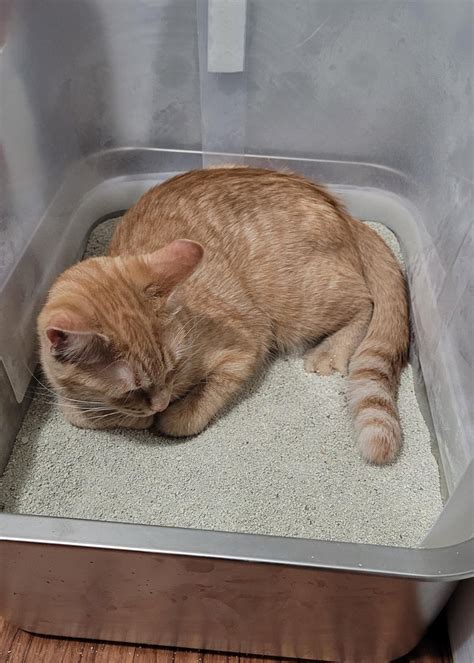 COMPLAINT: Dr. Elsey's Kitten Attract litter works too well : r/cats