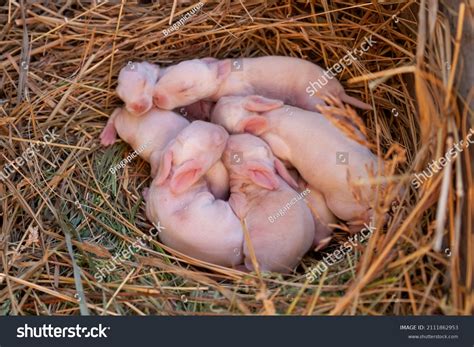 Nest Of Rabbits Called