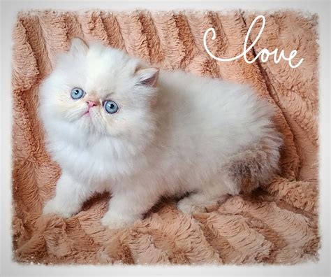 Persian Cat Breeders: Washington - KittySites.Com