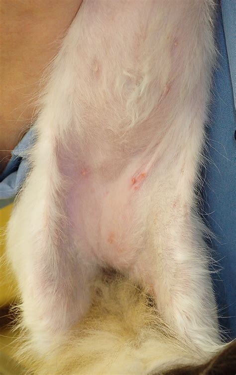Cat Skin Conditions Feline Miliary Dermatitis at James Mcmahan blog