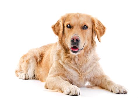 Golden Retriever: carácter, aspecto, precio | zooplus Magazine