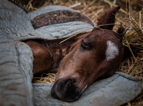 Horse Breeding Up Close