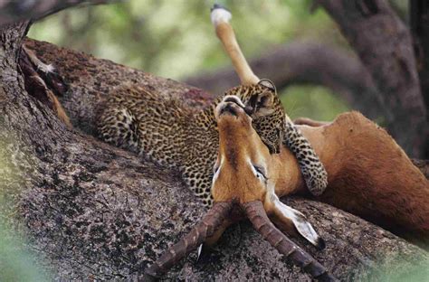 Leopard Facts: Habitat, Behavior, Diet