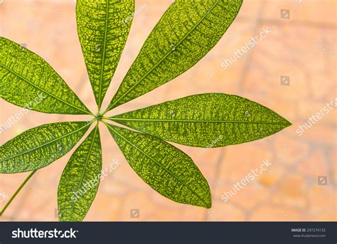 Palmately Compound Leaves Stock Photo 297274133 | Shutterstock