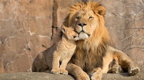 Animals
