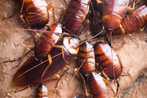 Cómo Buscar Nidos de Cucaracha - LEU Servicios