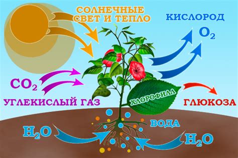 Что такое фотосинтез или почему трава зелёная? - Детская онлайн ...
