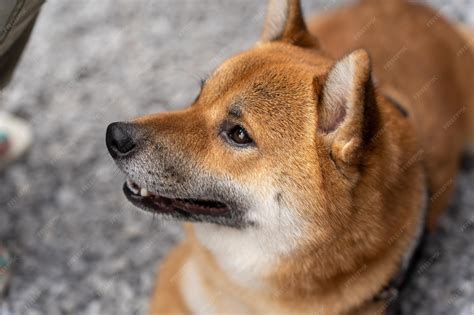 Premium Photo | Portrait of a Korean Jindo dog breed dog yawning and ...