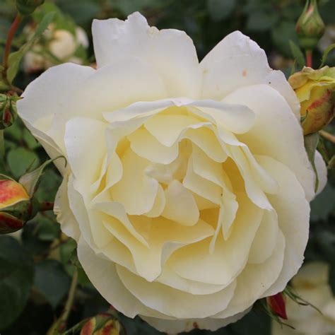Rosa CRÈME DE LA CRÈME 'Gancre' – Ballyrobert Gardens