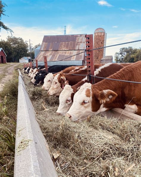 Reviewing the USDA’s Cattle on Feed Report | Radio 570 WNAX