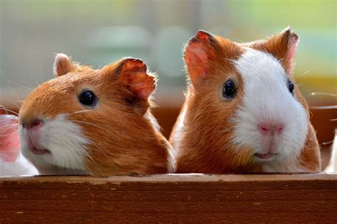 [100+] Cute Guinea Pig Pictures | Wallpapers.com