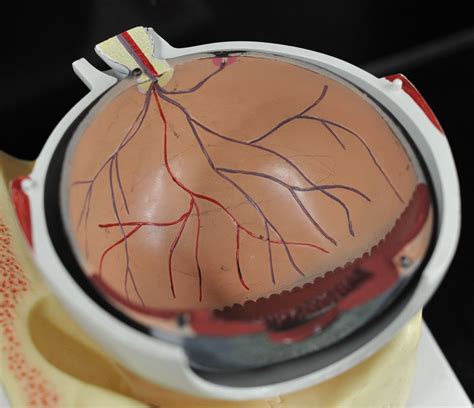 Anatomy Of The Eye Model at Taj Mccrone blog