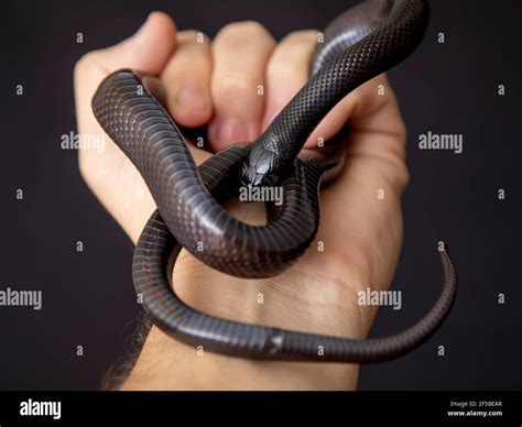 The Mexican black kingsnake (Lampropeltis getula nigrita) is part of ...
